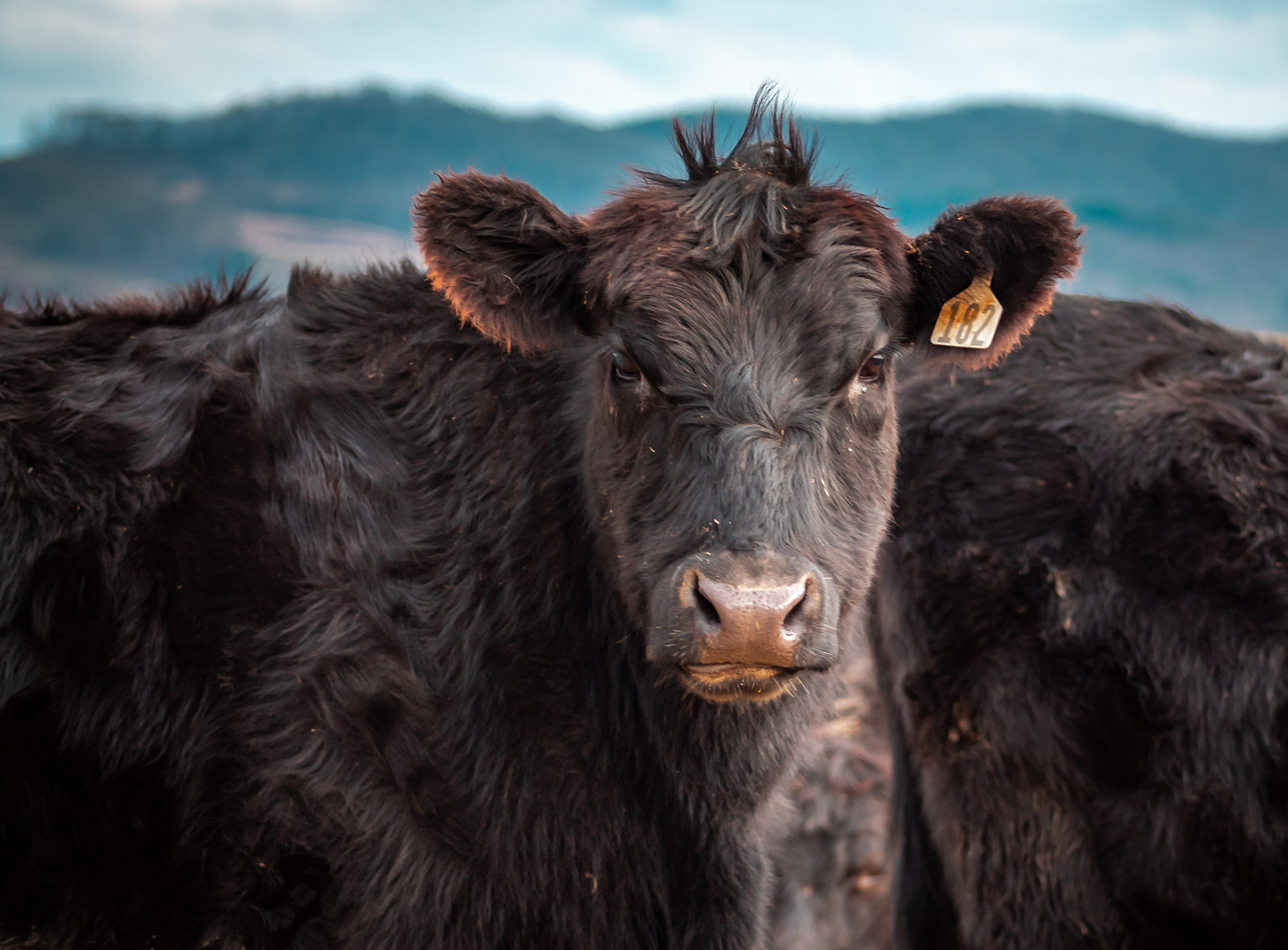 Terrain Fed Cattle Prices Rally to Record Levels Ahead of Expectations