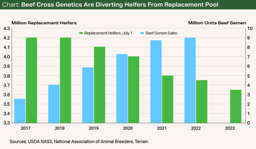 Chart - Beef Cross Genetics Are Diverting Heifers From Replacement Pool
