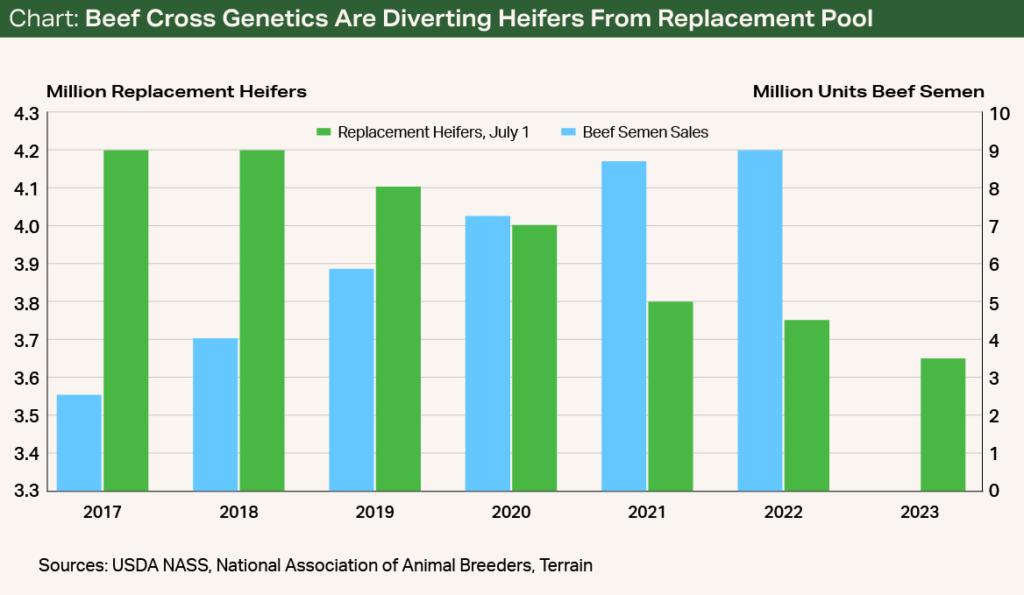 Chart - Beef Cross Genetics Are Diverting Heifers From Replacement Pool Chart - Beef Cross Genetics Are Diverting Heifers From Replacement Pool