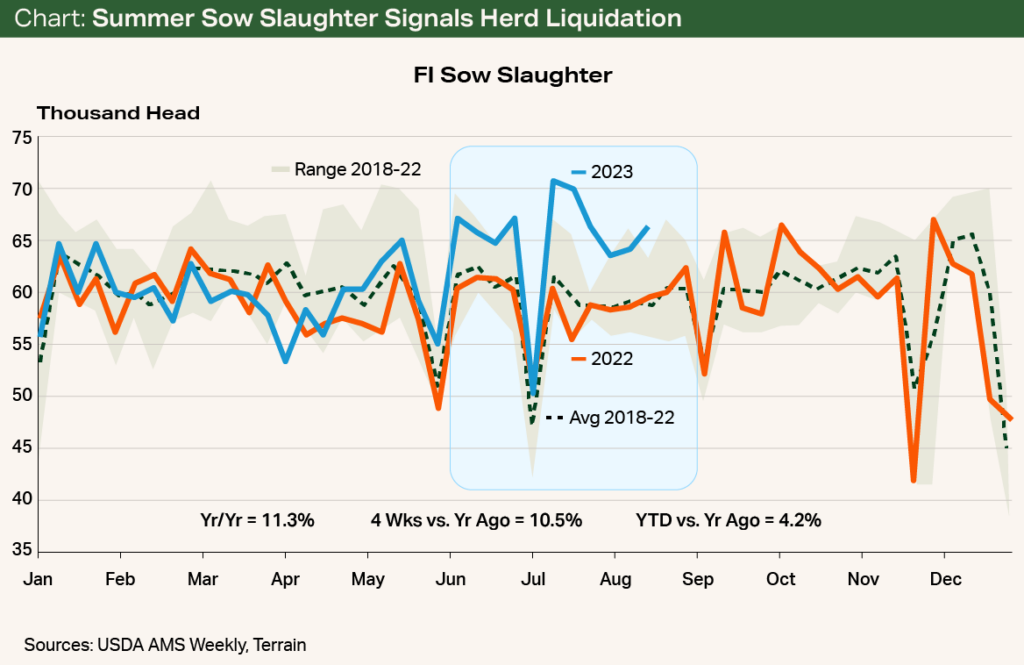Chart - Summer Sow Slaughter Signals Herd Liquidation Chart - Summer Sow Slaughter Signals Herd Liquidation