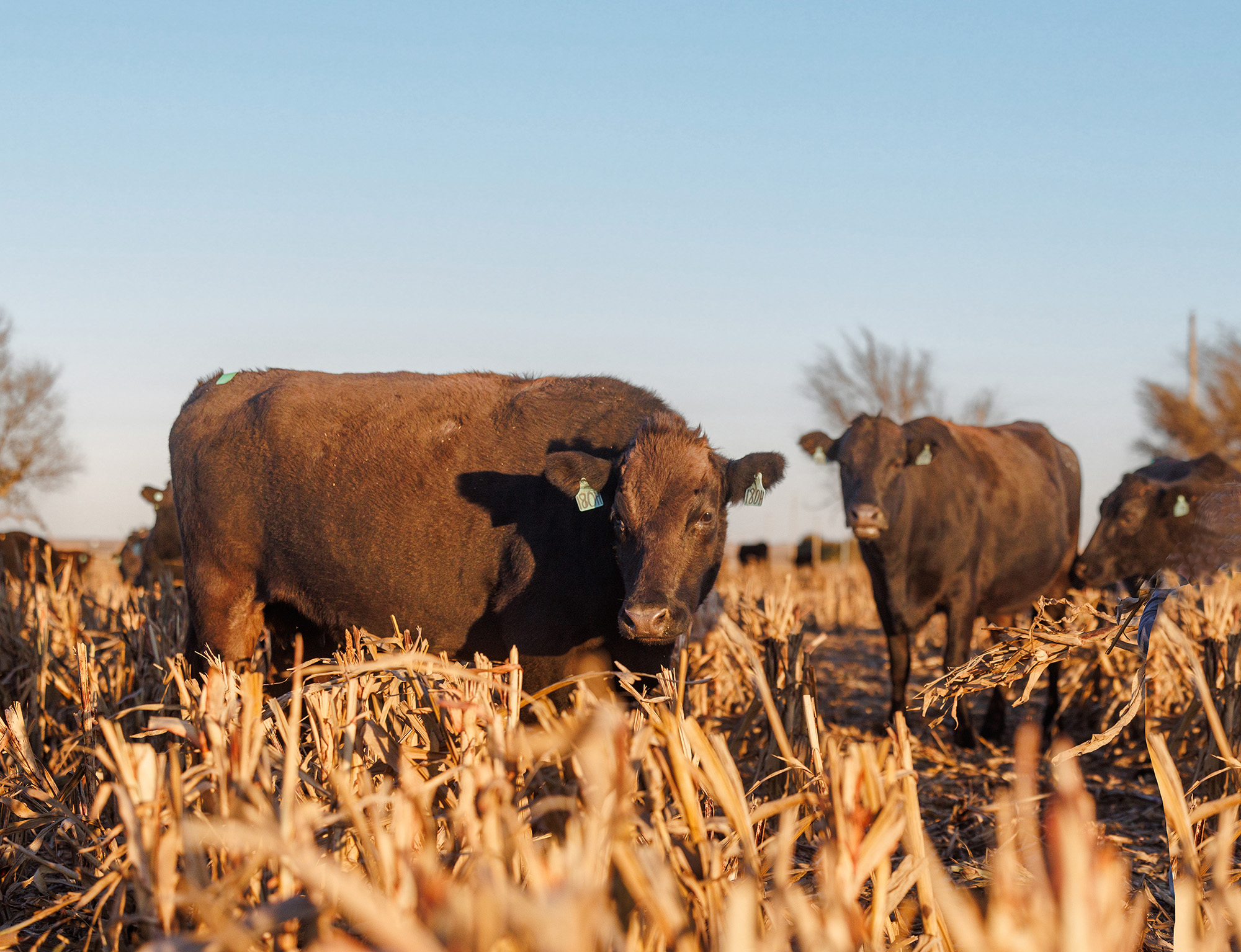 Terrain | Cow Numbers Continue to Shrink