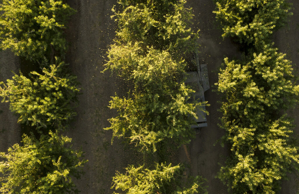 Arial view of almond trees