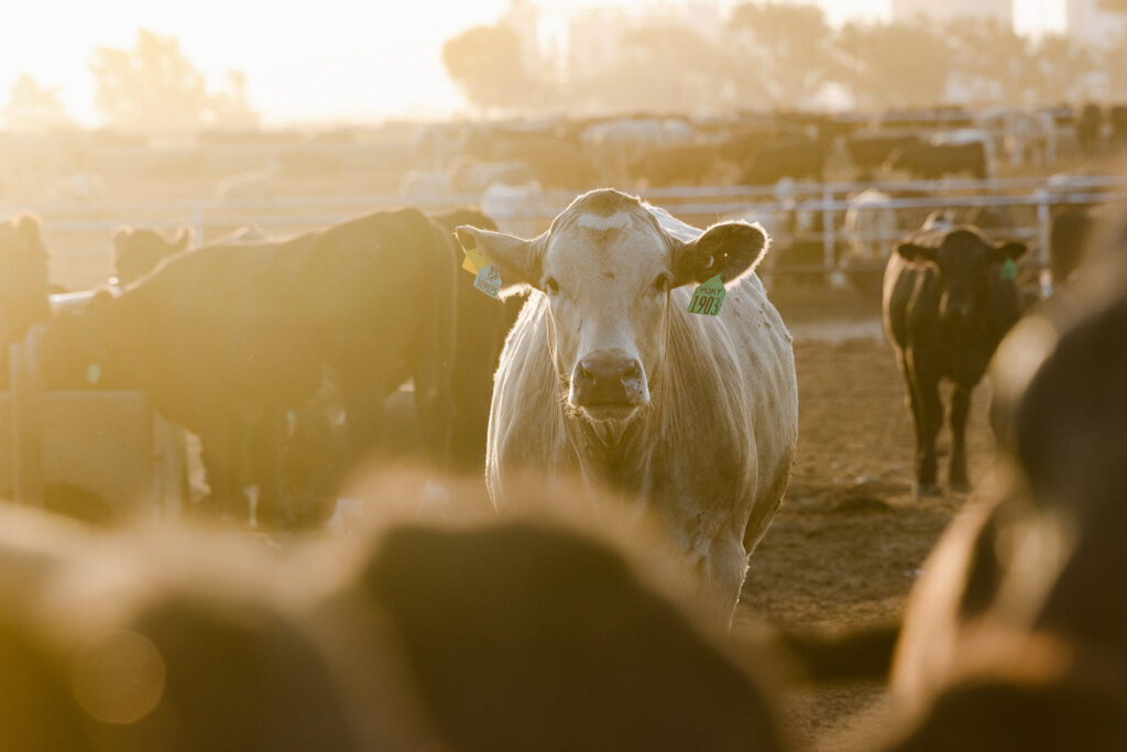 Cattle in feed lot viewed in early morning sun glare