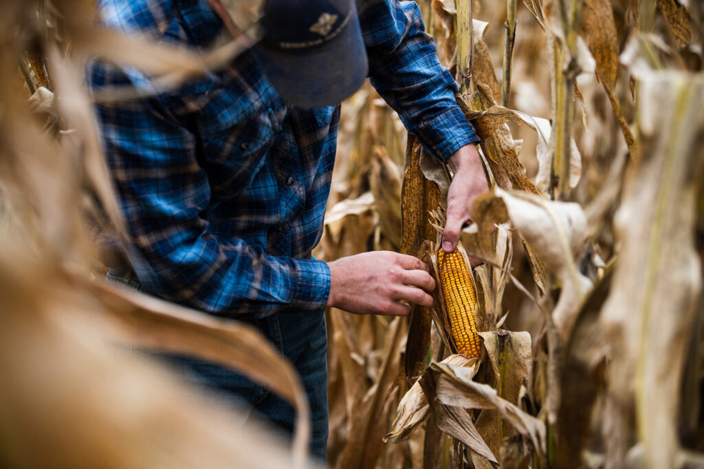 Kansas farmer inspecting his corn in late season