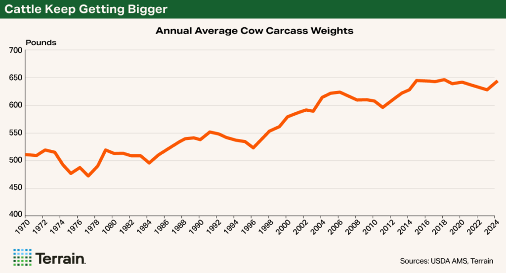 Chart- Cattle Keep Getting Bigger Chart- Cattle Keep Getting Bigger