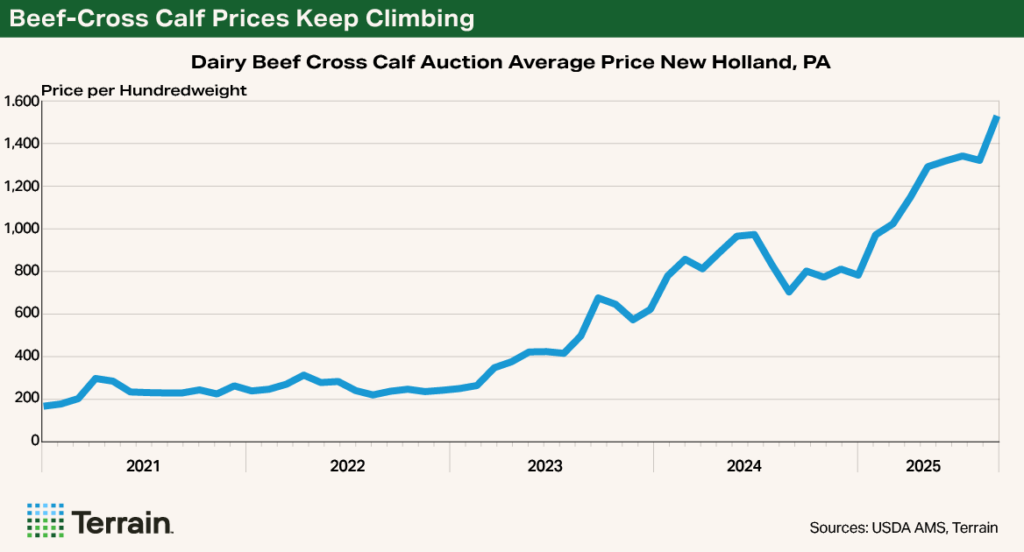 Chart 1 Dairy Q4 2025 - Beef-Cross Calf Prices Keep Climbing