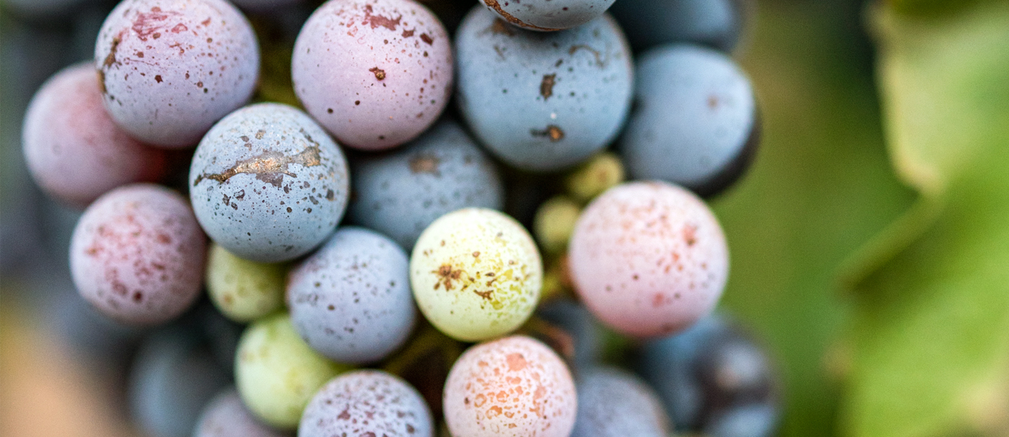 Winescape Winter 2025 hero - closeup of colorful, late season  grapes