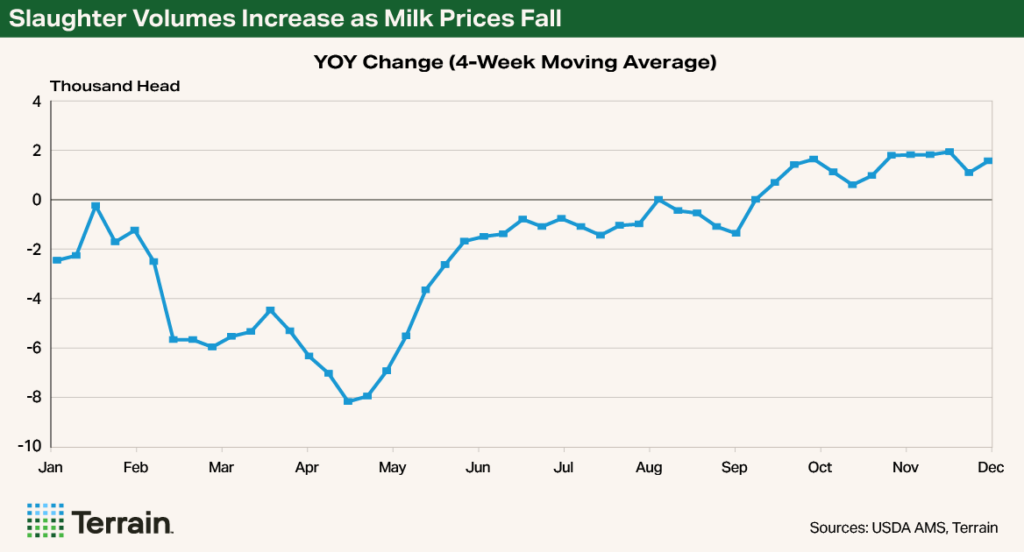 Chart for Hoard's Dairyman - Slaughter Volumes Increase as Milk Prices Fall